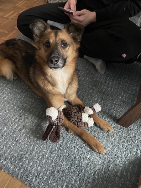 Kali - ein hübscher Quatschkopf