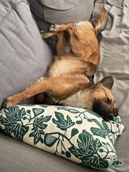 Kali - ein hübscher Quatschkopf