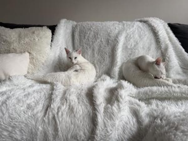 Probiers mal mit Gemütlichkeit