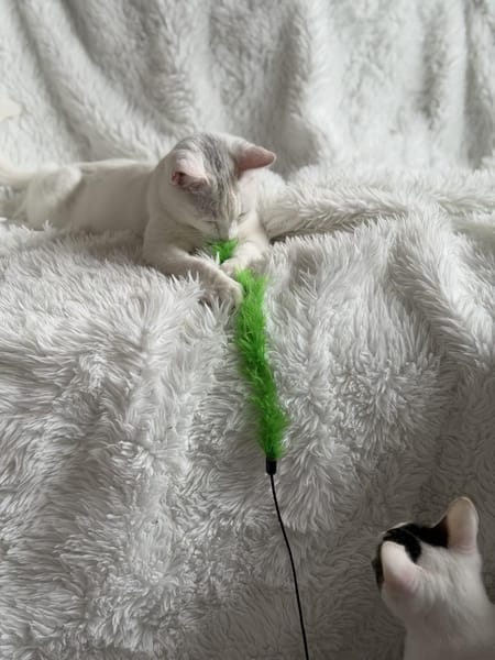 Probiers mal mit Gemütlichkeit