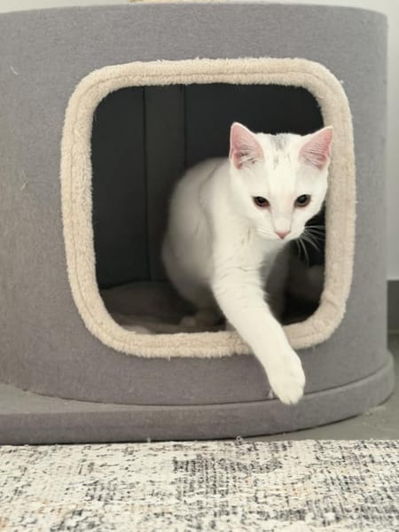 Probiers mal mit Gemütlichkeit