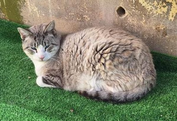 Hübscher Kater Manolo