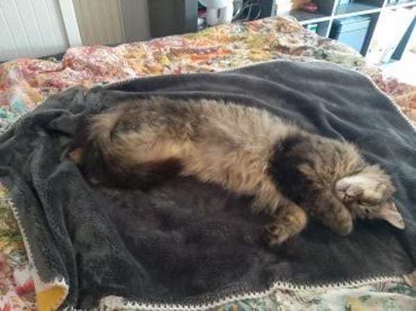 Hübsche, schüchterne Katze Kicha