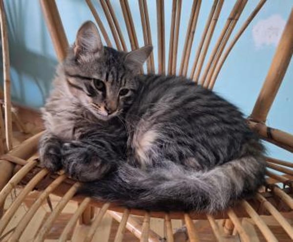 Verschmuster, hübscher Kater Chef