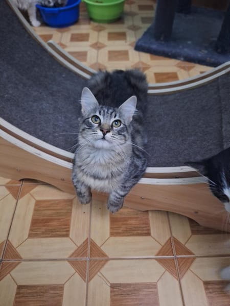 Verschmuster, hübscher Kater Chef