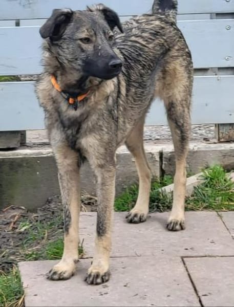 Besondere Fellnase sucht ihr Glück