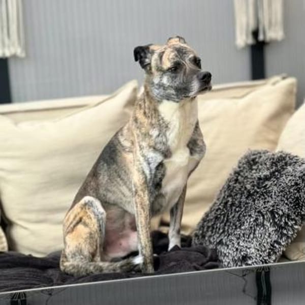 Flori - braucht erfahrene Menschen