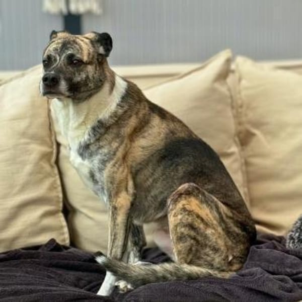 Flori - braucht erfahrene Menschen