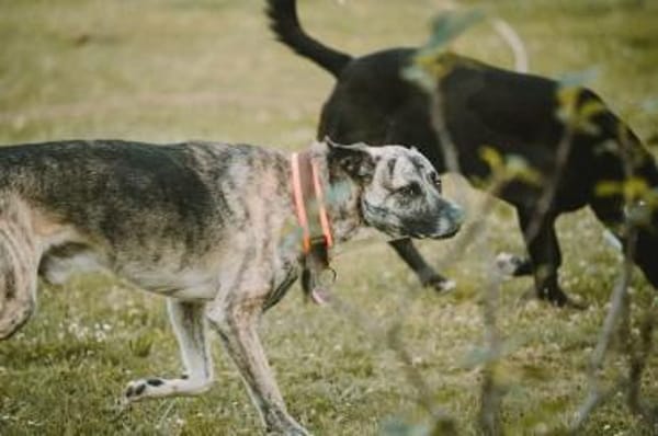 Flori - braucht erfahrene Menschen