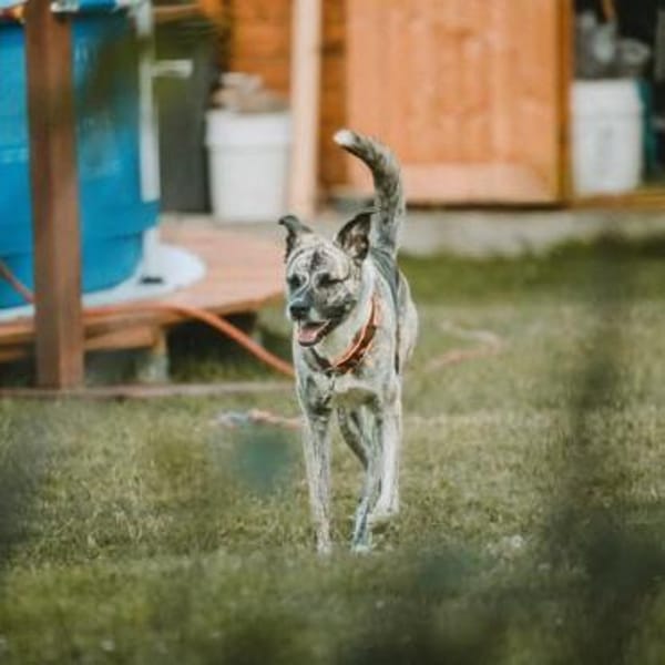 Flori - braucht erfahrene Menschen