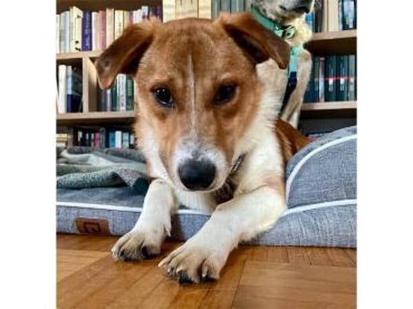 Snuf - wartet in 96369 Weißenbrunn