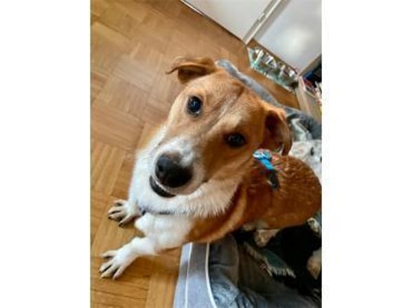 Snuf - wartet in 96369 Weißenbrunn