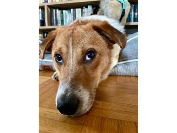 Snuf - wartet in 96369 Weißenbrunn