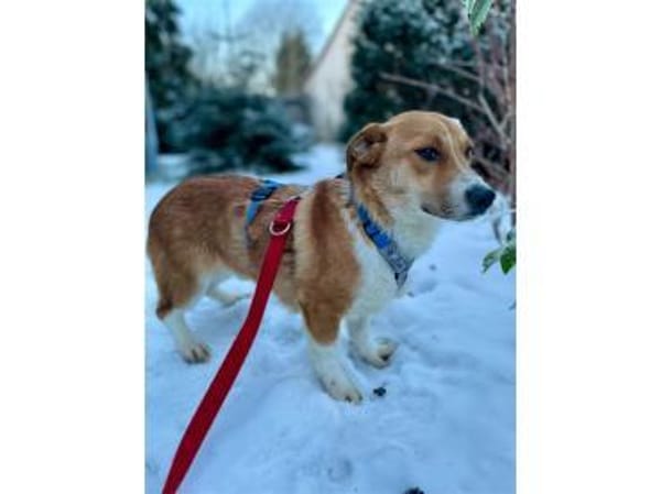 Snuf - wartet in 96369 Weißenbrunn