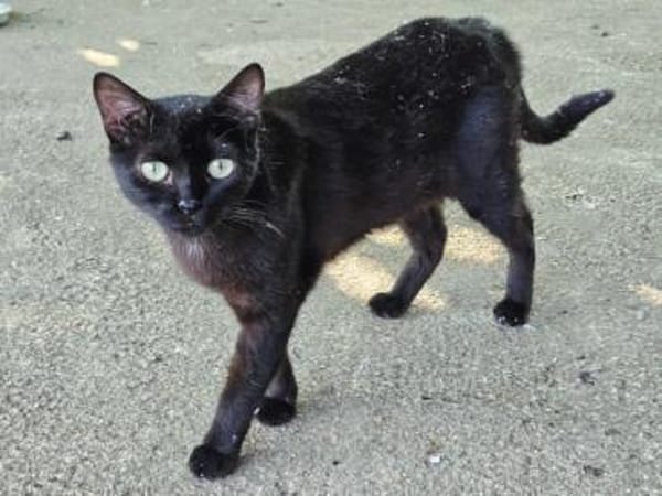 Iztal sehnt sich nach seinem Körbchen