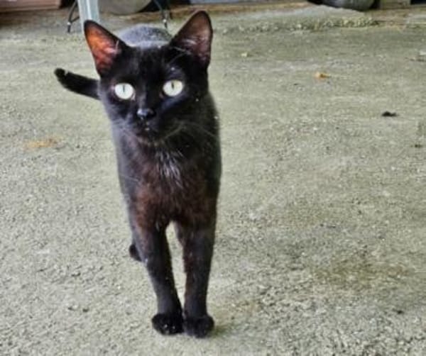 Iztal sehnt sich nach seinem Körbchen