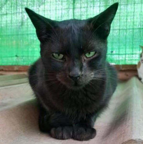 Iztal sehnt sich nach seinem Körbchen