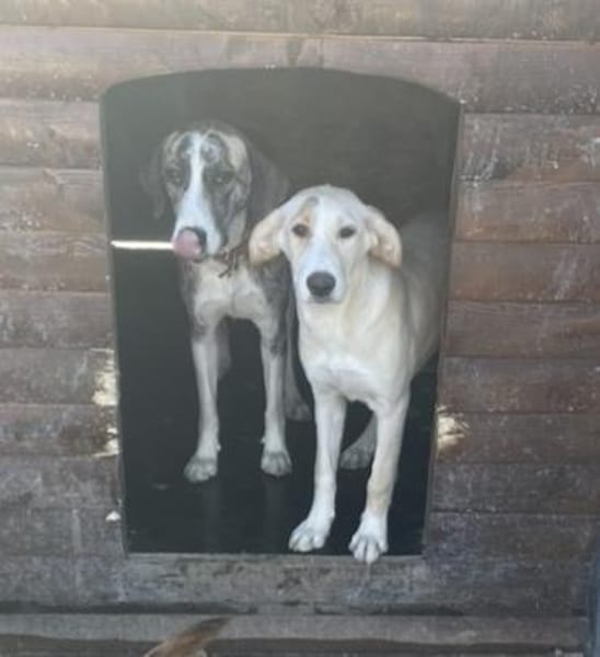 Tierschutz Fröhliches Hundenädchen Bubbl