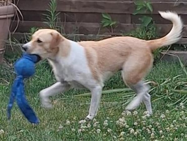 MABEL-möchte keine Angst mehr haben