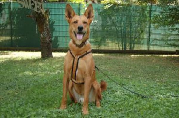 Red Teddy ein aktiver, freundlicher Rüde