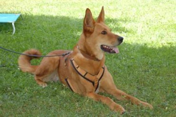 Red Teddy ein aktiver, freundlicher Rüde