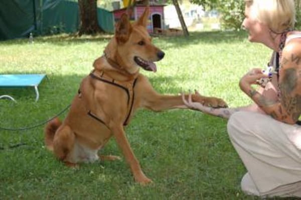 Red Teddy ein aktiver, freundlicher Rüde