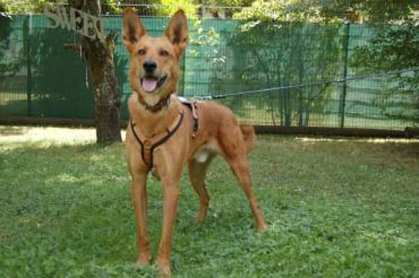 Red Teddy ein aktiver, freundlicher Rüde