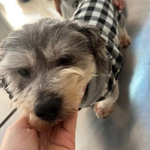 Carlos ❤ verkuschelter kleiner Wuschel