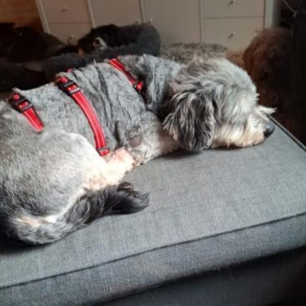 Carlos ❤ verkuschelter kleiner Wuschel