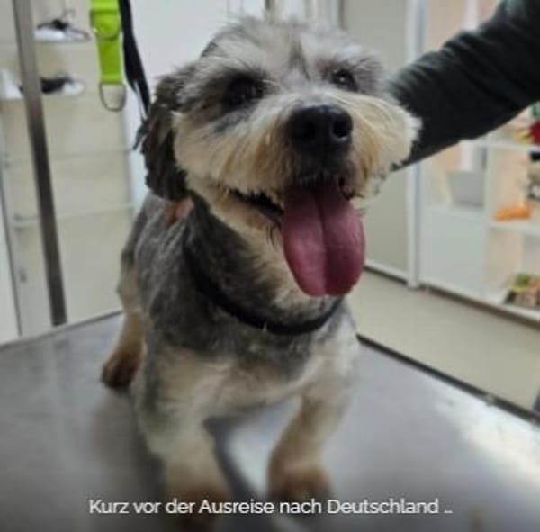 Carlos ❤ verkuschelter kleiner Wuschel