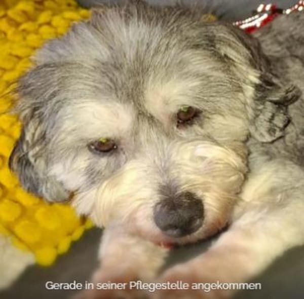 Carlos ❤ verkuschelter kleiner Wuschel