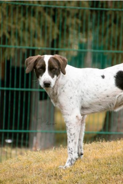 Leah sucht ein liebevolles Zuhause