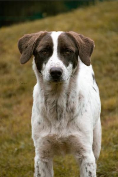 Leah sucht ein liebevolles Zuhause