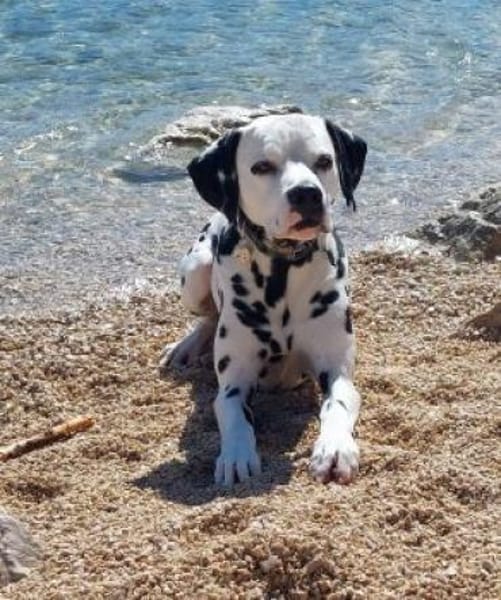 NOTFALL- Ivo sucht Pflegestelle/Zuhause