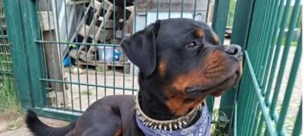 Muffin sucht ein Zuhause