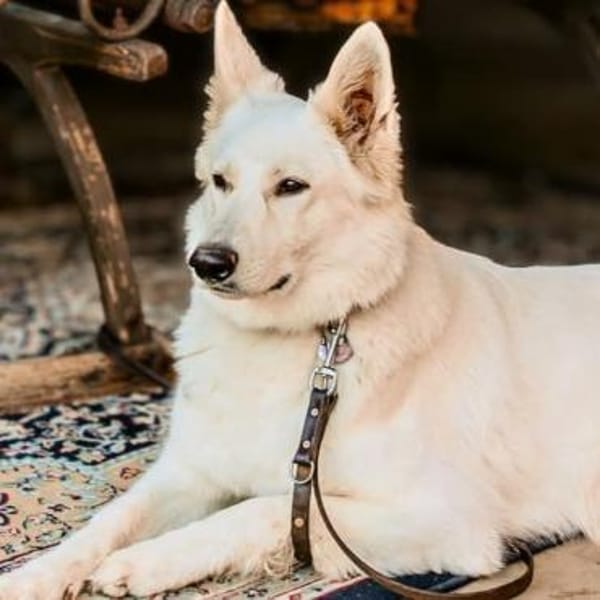 Ella - brauch viel Aufmerksamkeit