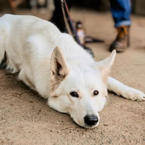 Ella - brauch viel Aufmerksamkeit