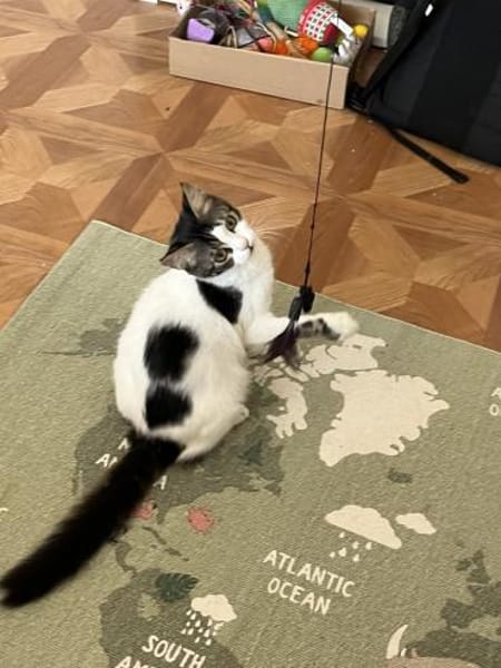 Pebbles -  Klein, aber oho