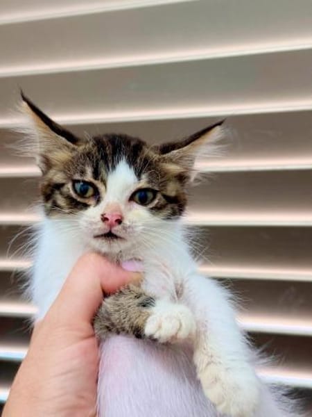 Pebbles -  Klein, aber oho