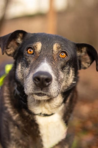 Leyla-außergewöhnliche Herzenshündin