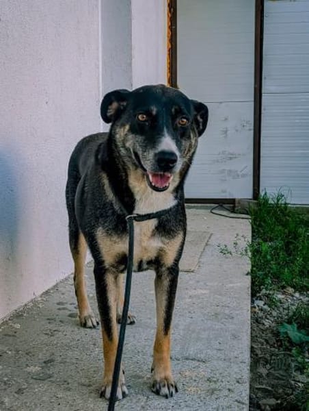 Leyla-außergewöhnliche Herzenshündin