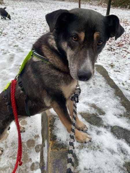 Leyla-außergewöhnliche Herzenshündin