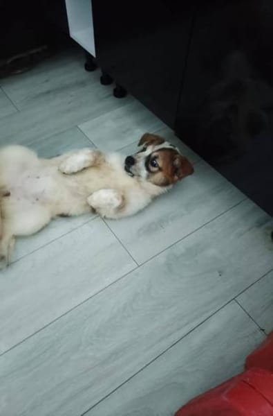 Süße Skyla❤ sucht liebevolle Familie