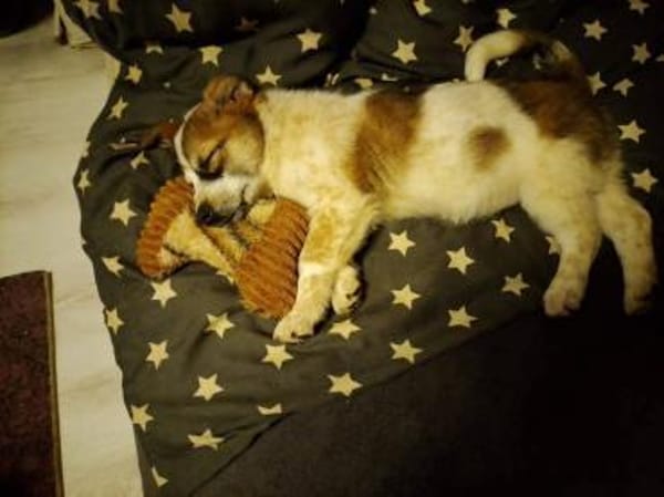 Süße Skyla❤ sucht liebevolle Familie