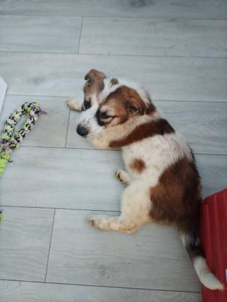Süße Skyla❤ sucht liebevolle Familie