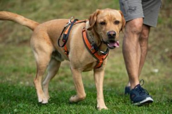 MR.SAM selbstbewusst, sucht Hundeprofi