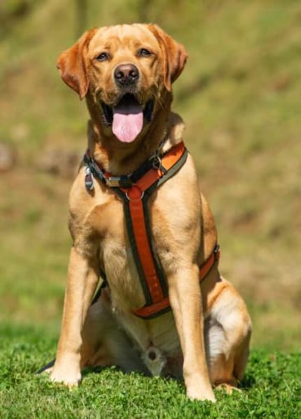 MR.SAM selbstbewusst, sucht Hundeprofi