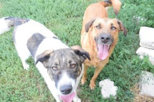 Pflegeleicht und familiär ... Wiliam