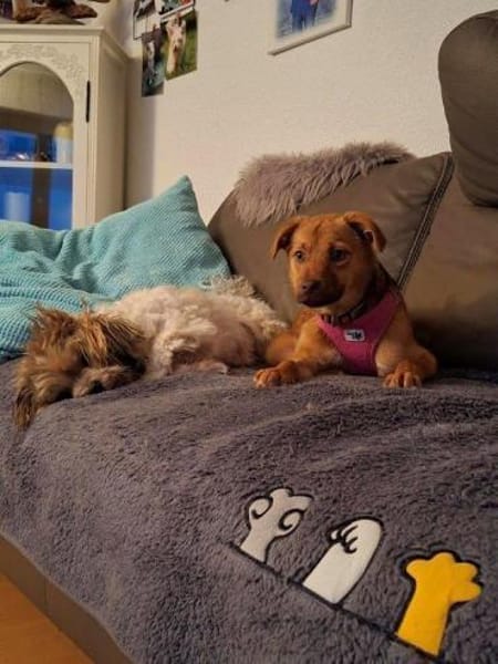 Welpenmädchen Libby auf PS in 91286