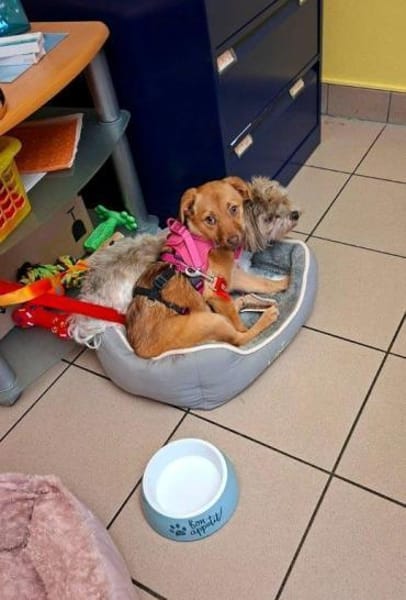 Welpenmädchen Libby auf PS in 91286